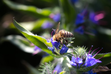 The bee collects nectar from Echium vulgare, viper's bugloss, blueweed. Collect pollen in the meadow.