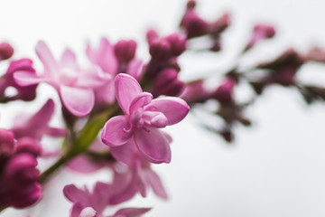 lilac flower of lilac. purple with pink lilac flower.