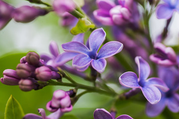 Fototapeta na wymiar lilac flower with five petals. Happy purple with pink lilac flower.