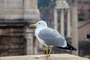 Seagull sitting at background of ancient roman ruins.