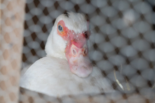 portrait close up of cute female white mother muscovy duck warming eggs brooding futur ducklings in nest behind chicken wire