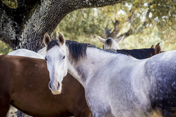 Grupo de caballos a la sombra de una encina © José Manuel de Laá