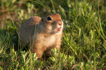 Naklejka na ściany i meble Funny ground squirrel (Spermophilus pygmaeus) in the grass