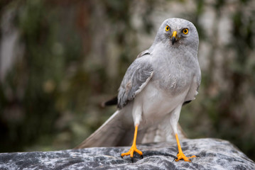 portrait of a northern harrier ( Circus Cyaneus )