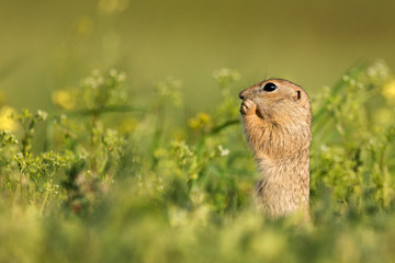 Naklejka na ściany i meble Ground squirrel (Spermophilus pygmaeus) standing in grass