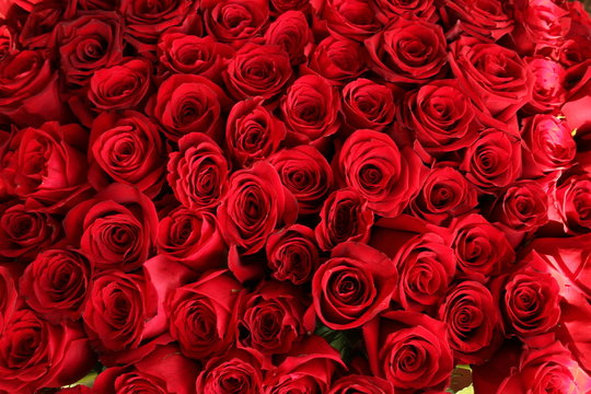 Close-up of a beautiful bouquet of red roses. Isolated on white background