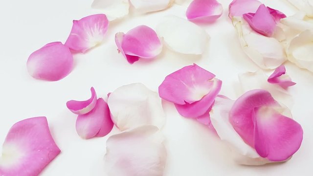 White and pink rose petals on white background.