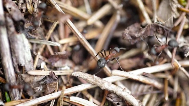 Wild ant hill in the forest closeup