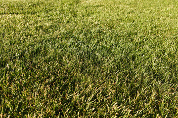 Springtime medow on sunset. Backround