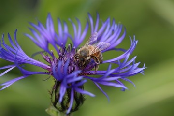 Bee collecting pollen