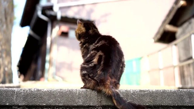 毛繕いをする野良猫