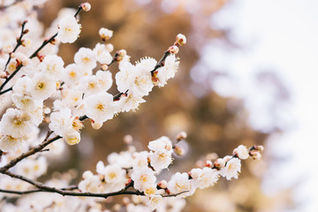 満開の梅の花