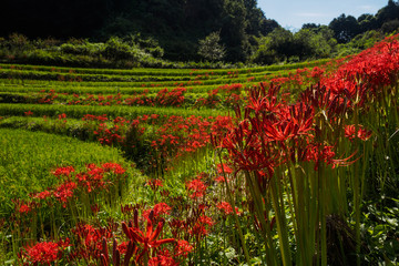 奈良飛鳥の彼岸花