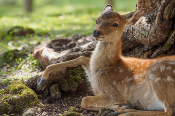 休憩中の鹿