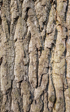 Oak tree bark.