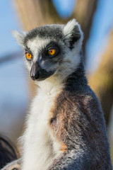 Ring-tailed lemur