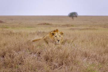 Lion, Serengeti, Tanzania, Africa