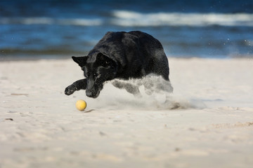 Pies bawiący się piłką na plaży. Czarny owczarek niemiecki