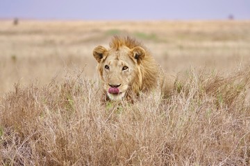 Lion, Serengeti, Tanzania, Africa