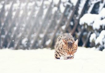Schnee Tiger