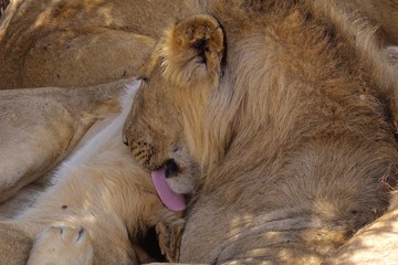 Naklejka premium Lion, Serengeti, Tanzania, Africa