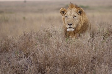 Lion, Serengeti, Tanzania, Africa
