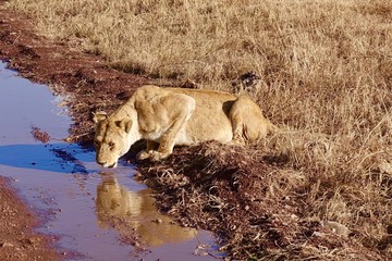 Naklejka na ściany i meble Lion, Serengeti, Tanzania, Africa