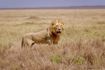 Lion, Serengeti, Tanzania, Africa