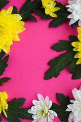 white and yellow chrysanthemums on a pink background