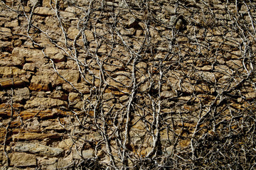 Vine on stone wall.