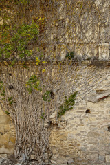 Vine on stone wall.