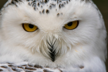 Obraz premium Portrait of a snowy owl