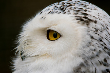 Portrait of a snowy owl
