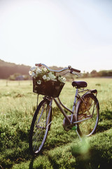 Obraz premium The girl walks with a puppy in a field in a bicycle in the back of sunny light