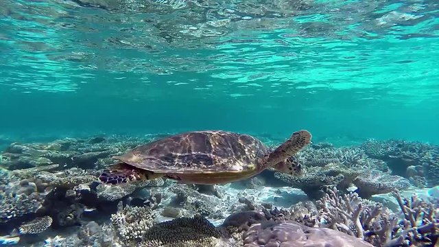 Maldives hawksbill sea turtle swims foraging in the coral reef