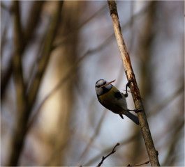 Blaumeise