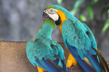 couple lover white parrot, cockatoo bird in valentine day.