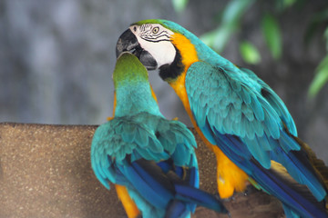 couple lover white parrot, cockatoo bird in valentine day.