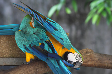 couple lover white parrot, cockatoo bird in valentine day.