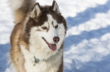 Siberian husky dogs for a walk in the winter park. 