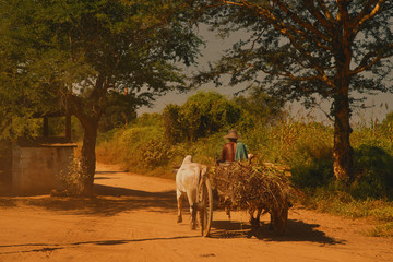 Bagan, Myanmar - November 28, 2015 : .Farmer drive carriage with cow near temple in the plain of Bagan
