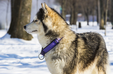 Siberian husky dogs for a walk in the winter park. 