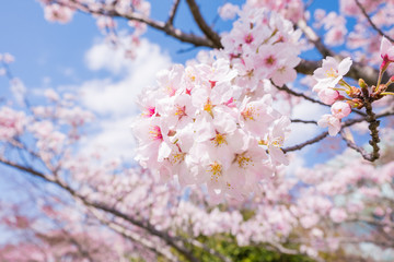 Beautiful cherry blossom with blue sky background. Sakura flower.