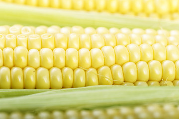 Fresh corn, corn on the cob, close-up, background, top view