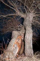 Old tree in nature