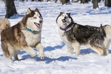 Naklejka premium Siberian husky dogs for a walk in the winter park. 