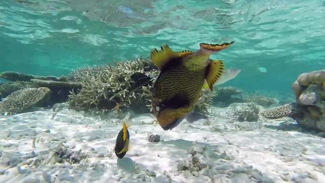 Maldives giant triggerfish attacking a see snail at the coral reef
