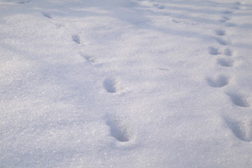 Fototapeta na wymiar zbliżenie na ślady kota na śniegu