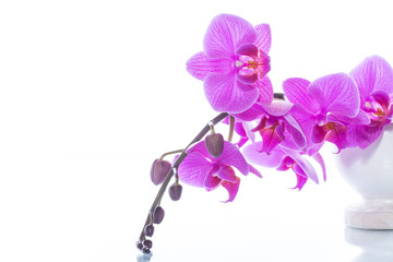 beautiful Phalaenopsis orchid flowers