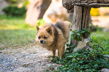 A cute chihuahua urinating on wooden table in home garden. chihuahua of urine in park on asphalt of...